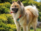 Club Français de l'Eurasier