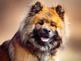 Club Français de l'Eurasier