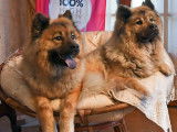 Club Français de l'Eurasier