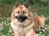 Club Français de l'Eurasier
