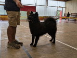 Club Français de l'Eurasier