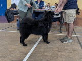 Club Français de l'Eurasier