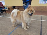 Club Français de l'Eurasier