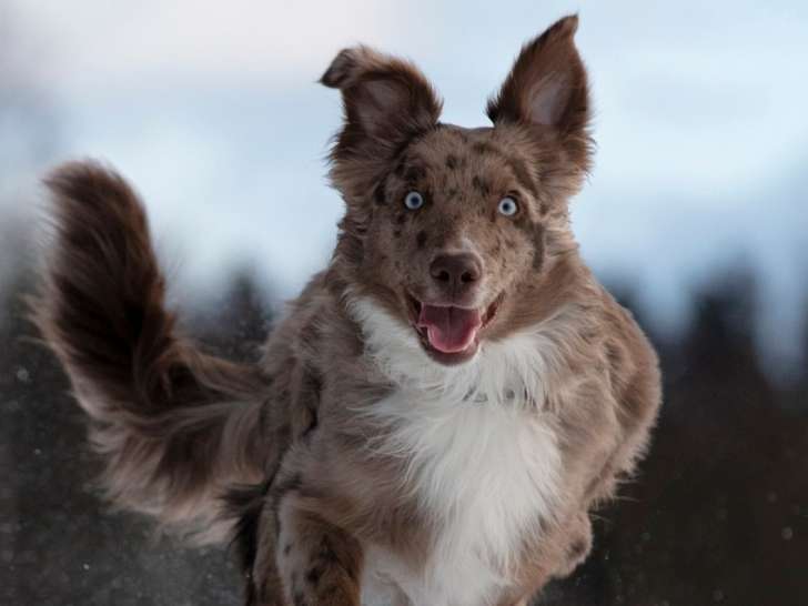 Osmose Animal
