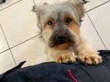 Bulles’dog