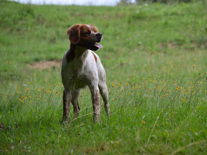 Le Clos des Jarousses