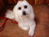 Un beau Bichon Maltais après son toilettage