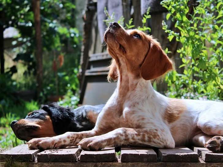 Les Étangs de Dame Blanche