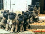 chiots Berger Belge Tervueren 1 mois