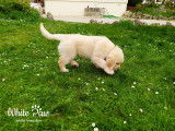 White Paw