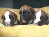 Chiots Boxer