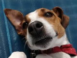Graine De Chien