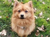 Graine De Chien