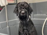 Oscar, un Schnauzer Géant, pendant son bain