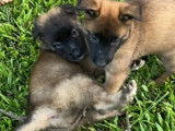 Centre Canin Cyno Pro 973