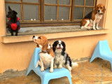 Ils attendent sagement leur tour
