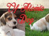 Of Atomic Dog