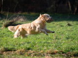 Golden Retriever Club Belgium (G.R.C.B.)