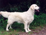 Golden Retriever Club Belgium (G.R.C.B.)