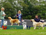 Golden Retriever Club Belgium (G.R.C.B.)