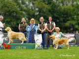 Golden Retriever Club Belgium (G.R.C.B.)