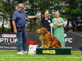 Golden Retriever Club Belgium (G.R.C.B.)