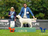 Golden Retriever Club Belgium (G.R.C.B.)