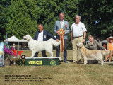 Golden Retriever Club Belgium (G.R.C.B.)