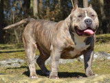 Ch Monsterline's Chico, champion d'Europe Ebkc. Mâle né à la maison et devenu champion en 2016. Décéder en 2021