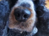 Dog'art