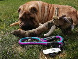 Dog'art