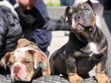 Blue Sapphire et Cadbury nos deux bouledogues anglais reproducteurs chez Westbury Bulldogs alors qu'ils étaient bébés