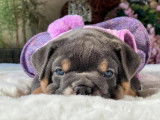 Blue Sapphire. Née chez Westdog Bulls en Alberta et fille de Shrinkabull's Mickey Blue Eyes
