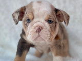 Cadbury. Né chez Bouchard Bulldogs petit fils de TBC Conor