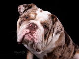 Cadbury, mâle reproducteur chez Westbury Bulldogs lors de son photoshoot chez Animo