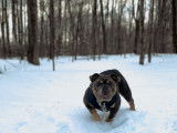 Blue Sapphire, femelle reproductrice chez Westbury Bulldogs lors d'une sortie en hiver
