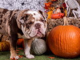 Cadbury lors de son photoshoot d'Halloween chez Animo