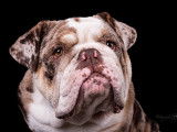 Cadbury, notre bouledogue anglais chez Westbury Bulldogs