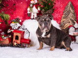 Blue Sapphire lors de son photoshoot de Noël chez Animo