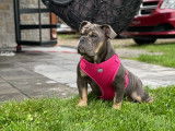 Blue Sapphire, femelle bouledogue anglais à 6 mois durant l'été