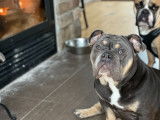 Blue Sapphire, devant le foyer avec son ami Boogie, bouledogue anglais