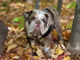 Cadbury, notre mâle reproducteur bouledogue anglais dans les feuilles en automne