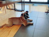 Boogie, notre bouledogue anglais de compagnie, le meilleur ami de Blue Sapphire et Cadbury