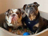 Cadbury et Blue Sapphire qui font la pose dans leur panier