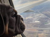 Blue Sapphire, dans l'avion qui atterrit à Montréal