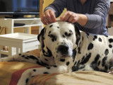 Masseuse animalier et humains
