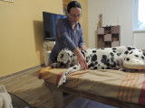 Masseuse animalier et humains
