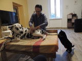 Masseuse animalier et humains
