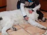 Masseuse animalier et humains