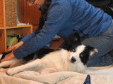 Masseuse animalier et humains